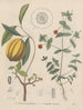Book on Toxic Plants Pl49 - Friedrich Berge — artwork view