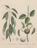 Livre sur les plantes toxiques Pl50 - Friedrich Berge — artwork view