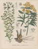 Book on Toxic Plants Pl54 - Friedrich Berge — artwork view