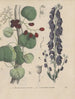 Livre sur les plantes toxiques Pl55 - Friedrich Berge — artwork view