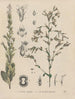 Livre sur les plantes toxiques Pl56 - Friedrich Berge — artwork view