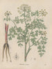 Book on Toxic Plants Pl57 - Friedrich Berge — artwork view