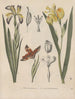 Book on Toxic Plants Pl58 - Friedrich Berge — artwork view