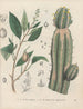 Livre sur les plantes toxiques Pl60 - Friedrich Berge — artwork view