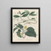 Livre des plantes toxiques Pl61 - Friedrich Berge — framed artwork on a wall