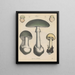 Book on Toxic Plants Pl67 - Friedrich Berge — framed artwork on a wall