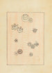 Bijutsukai Pl154 - Furuya Korin - Furuya Korin — artwork view