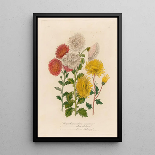 Gaetano Savi - 1 Chrysanthemum indicum armeniacum and 2 Chrysanthemum album tubulosum and 3 Chrysanthemum flavum sulphureum.webp