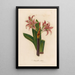 Amaryllis vittata - Gaetano Savi — quadro incorniciato alla parete