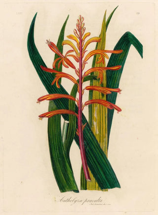 Gaetano Savi - Antholyza praealta.webp