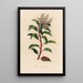 Arbutus andrachne - Gaetano Savi — quadro incorniciato alla parete