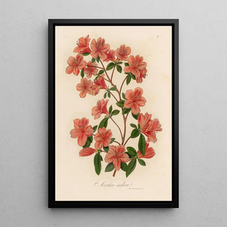 Gaetano Savi - Azalea indica.webp