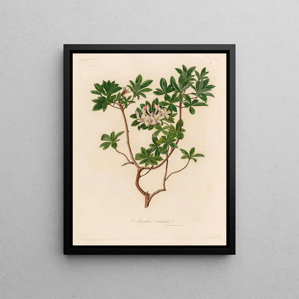 Gaetano Savi - Azalea viscosa.webp