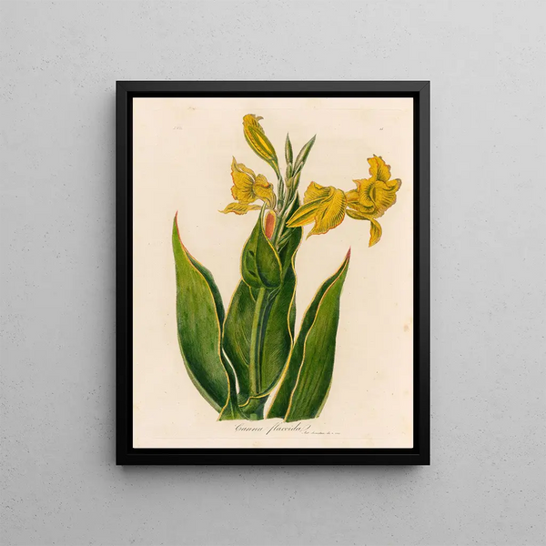 Gaetano Savi - Canna flaccida.webp