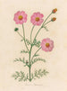 Cosmos bipinnatus - Gaetano Savi — Ansicht des Kunstwerks