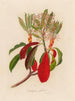 Crataegus glabra - Gaetano Savi — Ansicht des Kunstwerks