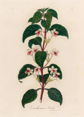 Gaetano Savi - Eranthemum bicolor.webp