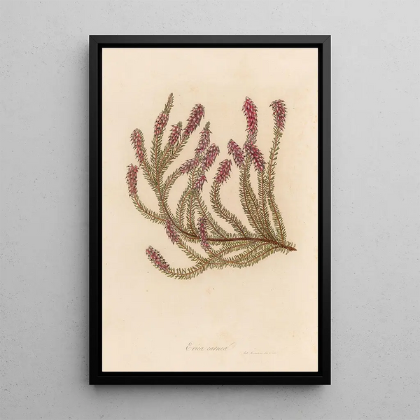Gaetano Savi - Erica carnea.webp