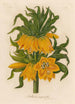 Fritillaria imperialis - Gaetano Savi — Ansicht des Kunstwerks