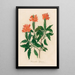 Harrachia speciosa - Gaetano Savi — gerahmtes Bild an der Wand
