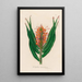 Hedychium aurantiacum - Gaetano Savi — quadro incorniciato alla parete