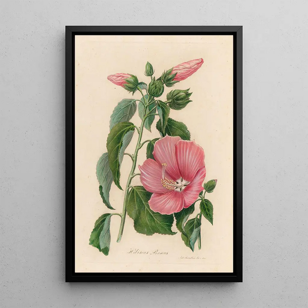 Gaetano Savi - Hibiscus Roseus.webp