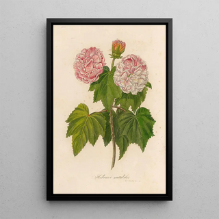 Gaetano Savi - Hibiscus mutabilis.webp