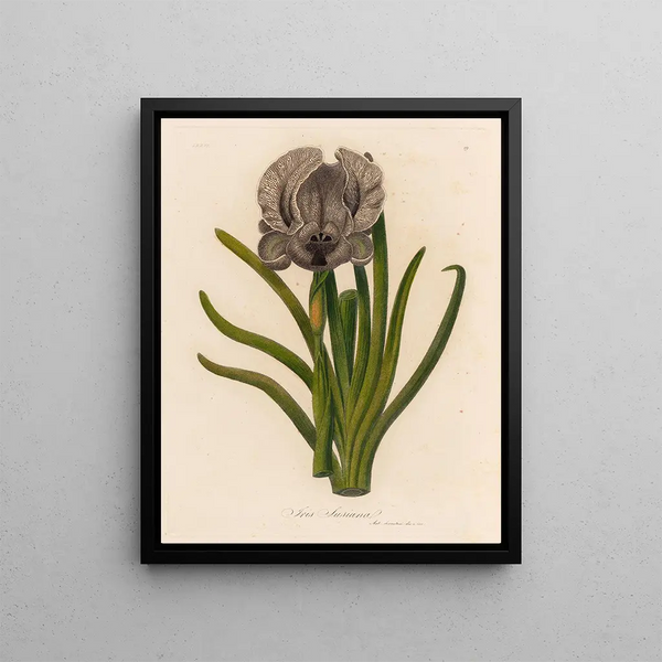 Gaetano Savi - Iris Susiana.webp