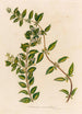 Jasminum auriculatum - Gaetano Savi — Ansicht des Kunstwerks