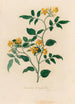 Jasminum heterophyllum - Gaetano Savi — vista dell’opera