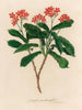 Jatropha panduræfolia - Gaetano Savi — vista dell’opera