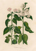 Lantana nivea - Gaetano Savi — artwork view