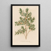 Leptospermum emarginatum - Gaetano Savi — framed artwork on a wall