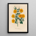 Linum trigynum - Gaetano Savi — gerahmtes Bild an der Wand
