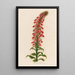 Lobelia fulgens - Gaetano Savi — gerahmtes Bild an der Wand