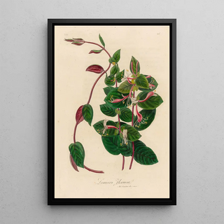 Gaetano Savi - Lonicera Flexuosa.webp