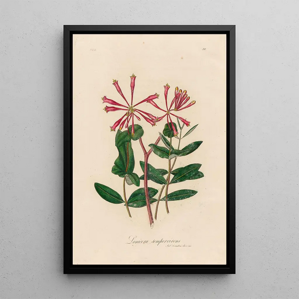 Gaetano Savi - Lonicera sempervirens.webp