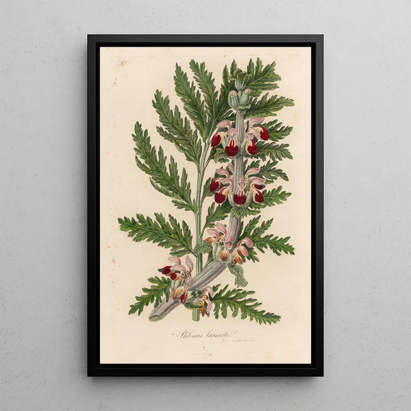 Gaetano Savi - Phlomis laciniata.webp