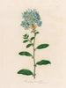 Plumbago auriculata - Gaetano Savi — vista dell’opera