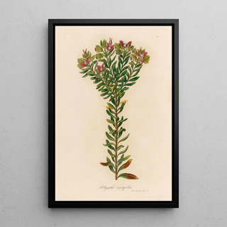 Gaetano Savi - Polygala myrtifolia.webp