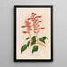 Salvia splendens - Gaetano Savi — framed artwork on a wall