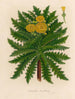 Sonchus torulosus - Gaetano Savi — Ansicht des Kunstwerks