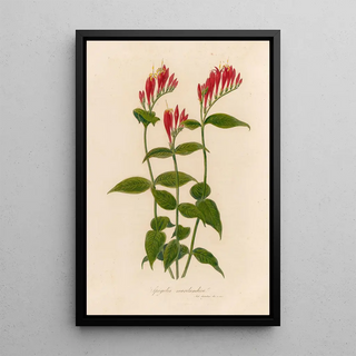 Gaetano Savi - Spigelia marilandica.webp