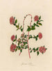 Spiraea bella - Gaetano Savi — vista dell’opera