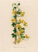 Tropaeolum peregrinum - Gaetano Savi — vista dell’opera