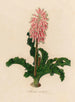 Veltheimia viridifolia - Gaetano Savi — Ansicht des Kunstwerks
