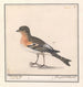 Gardez Fringilla montifringilla - Anselmus Botius de Boodt — Ansicht des Kunstwerks