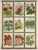 Gaillardia Godetia Hyazinthenbohne Heliotrop - Genesee Valley Lithograph & Co.. — Ansicht des Kunstwerks