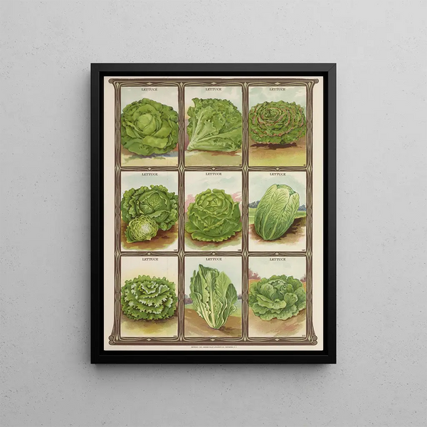 Genesee Valley Lithograph Co - Lettuce.webp