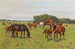 Cavalli in un prato - Georg Carl Koch — vista dell’opera